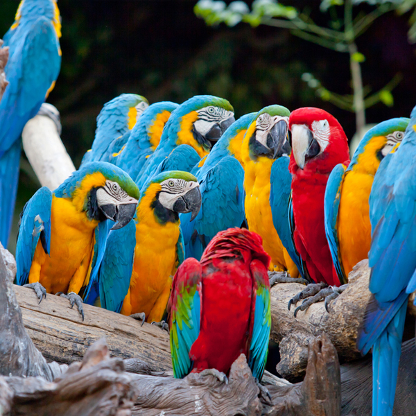 CostaRica-faves-06